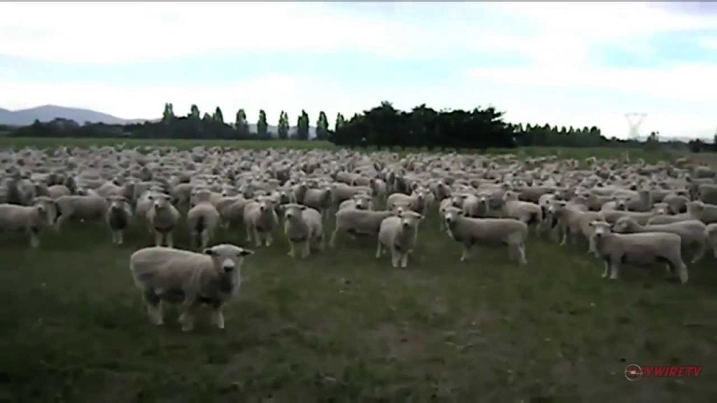 Sheep videos. Слава баранам.